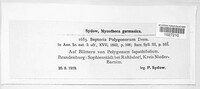 Septoria polygonorum image